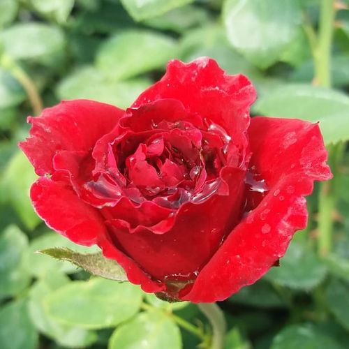 Rosa Burning Love® - rojo - Árbol de Rosas Floribunda - rosal de pie alto- forma de corona tupida